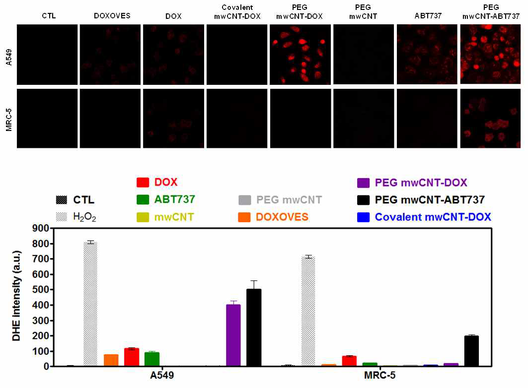 개발된 독소루비신 공유 결합 및 비공유 카본 나노항암제와 다양한 항암제의 비소폐암주 및 정상 폐세포 내 ROS level 비교