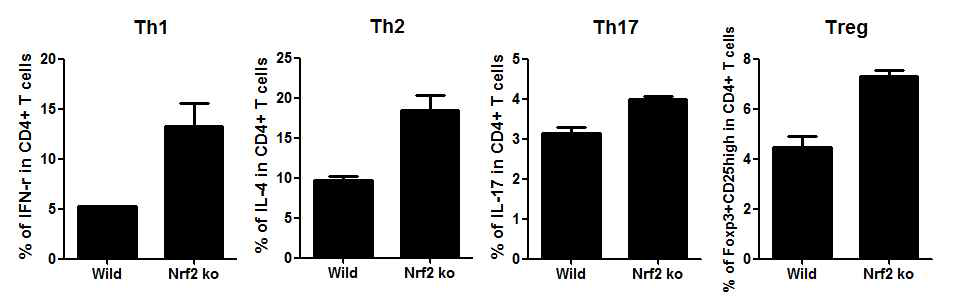 Nrf2 ko 상태에서의 T 세포의 phenotype 관찰