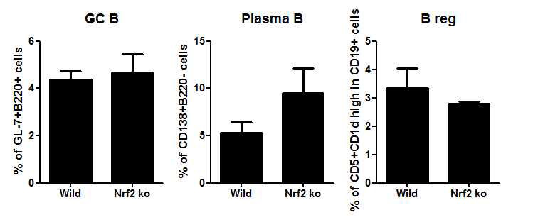 Nrf2 ko 된 마우스에서의 염증 활성 B 세포와 Breg 세포의 발현 조사