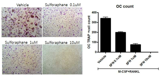 Sulforaphane 처리에 의한 파골세포 분화 억제 효과