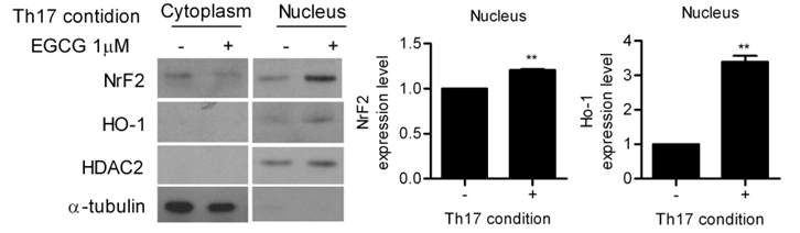 EGCG 처리에 의한 핵내에 Nrf2 활성 증가