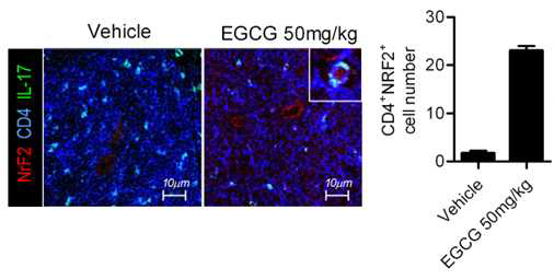 EGCG 처리군에서 Nrf2 활성 세포 증가