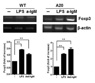 B세포 활성 조건에서 증가되고 있는 Foxp3