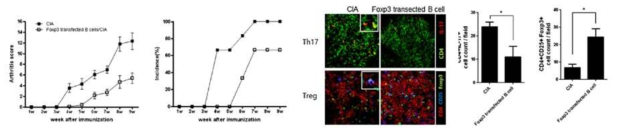 Foxp3를 발현하는 CD19+ 세포의 면역 조절능 조사 (In vivo)
