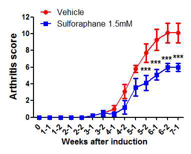 Sulforaphane 투여에 의한 관절염 치료효과