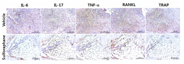 sulfiraphane 투여에 의한 염증성 사이토카인 제어 효과