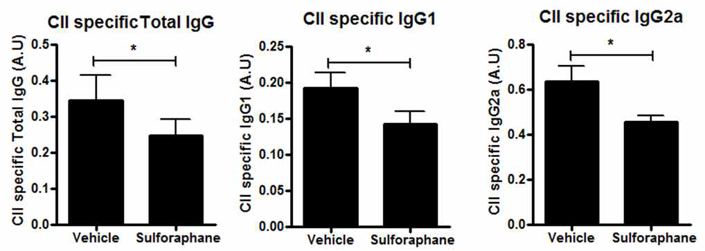 Sulforaphane에 의한 CII specific 항체 제어 효과