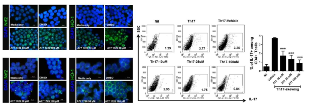 A771726에 의한 Human T 세포와 Murine CD4 T 세포에서 NRF2와 HO1의 활성 조사