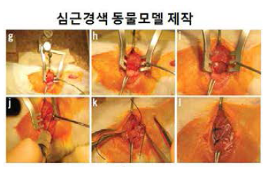 심근경색 동물모델 제작 방법