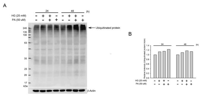 HG와 PA 의한 ubiquitinated protein의 증가