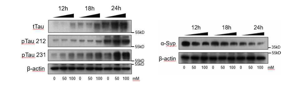 단백질 발현 분석(Western blot). 타우단백 절대량 및 인산화 타우양의 증가(왼쪽) 관찰. a-synaptophysin으로 평가한 시냅스는 소실됨(오른쪽)