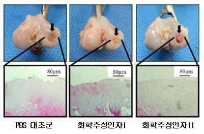 비글견 골-연골 결손 모델에서 화학주성인자에 의한 골-연골재생효과; Cell Transplant. 2014