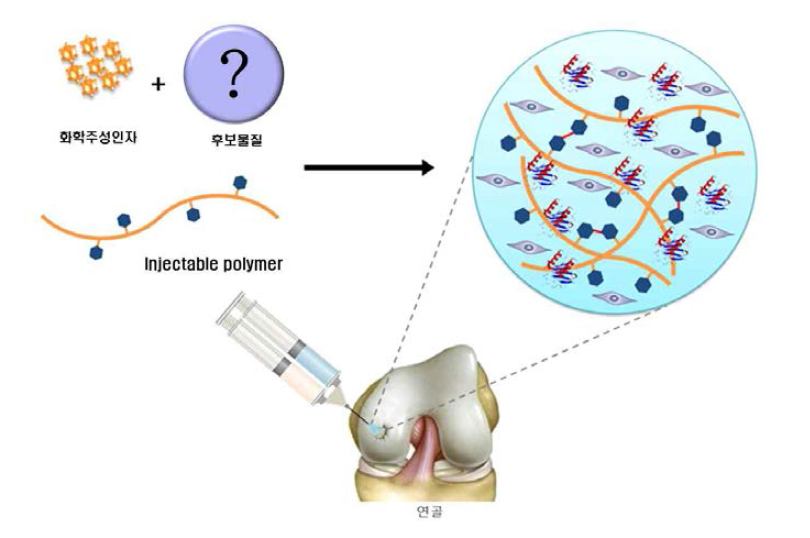 화학주성인자/미세분화환경 조절인자에 의한 연골재생능 향상