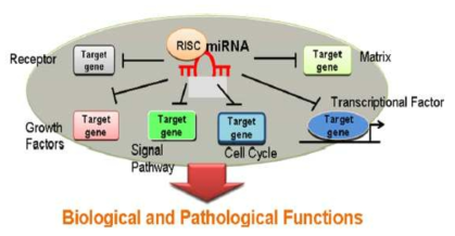 다양한 생물학적 경로를 타겟으로 하는 microRNA의 분자적 네트워크 조절; JOURNAL OF ORTHOPAEDIC RESEARCH, 2013