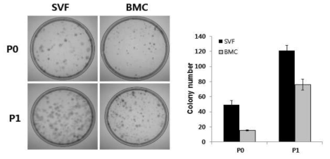 SVF와 BMC의 콜로니 형성능력 평가