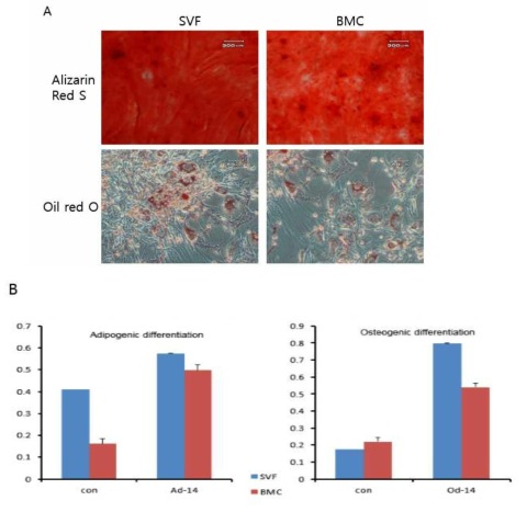 SVF와 BMC의 다분화능 비교 (골 분화와 지방분화)