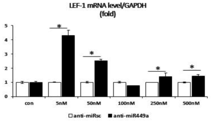 LNA-anti-miR449a에 의한 LEF-1의 mRNA 발현