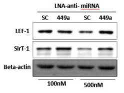 LNA-anti-miR449a에 의한 LEF-1과 SIRT-1의 단백질 발현
