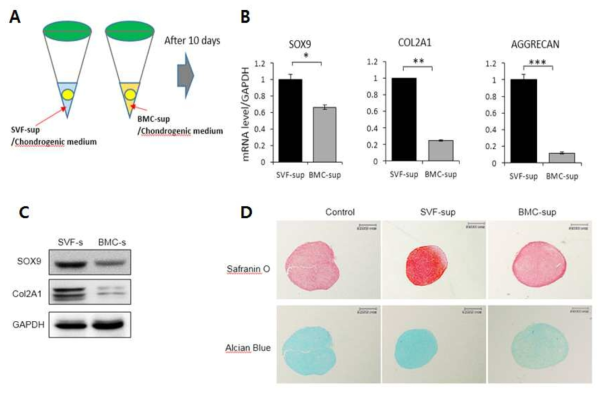 SVF와 BMC 배양액의 연골 분화능 비교 평가