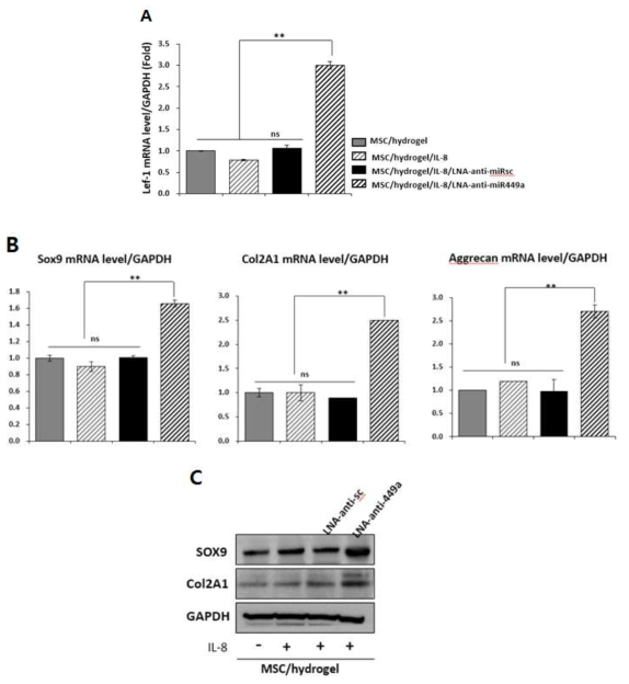 LNA-anti-miR-449a 복합 하이드로젤에 의해 증가된 연골 분화인자