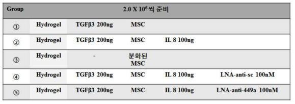 In vivo 연골 분화능 확인을 위한 실험조건