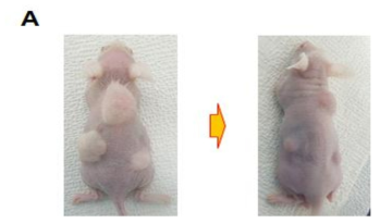 In vivo 연골 분화능 확인을 위한 이식부 사진