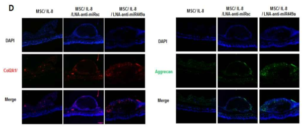 IL-8/LNA-anti-miR-449a 복합 하이드로젤에 의해 증가된 Col2a1과 Aggrecan의 발현