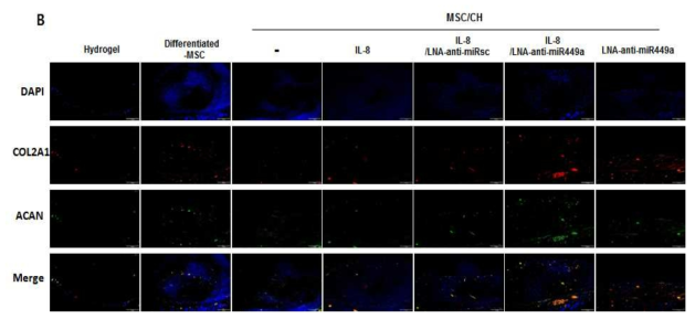 IL-8/LNA-anti-miR-449a 복합 하이드로젤에 의해 증가된 Col2a1의 발현