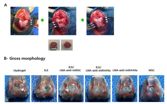 A: 토끼 무릎연골손상부위 유발 과정 모식도와 B: 수술 8주 후 재생부위