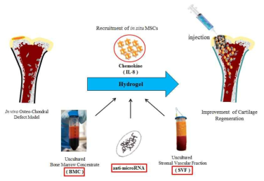 화학주성인자와 BMC, SVF, microRNA를 접목시킨 골관절염 치료제 모식도