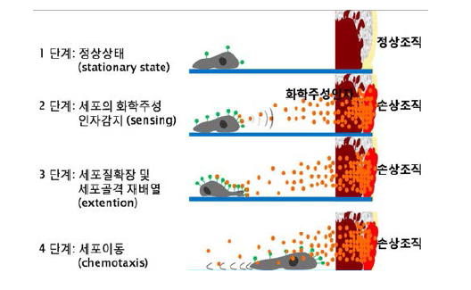 세포유도 (Chemotaxis)에 의한 세포 이동