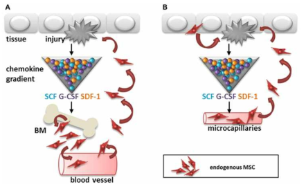 조직 손상 후 화학주성에 의한 생체 내 줄기세포 이동경로; Front.Immunol. 2014