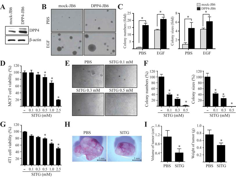 Effects of sitagliptin on EGF-induced neoplastic cell transformation and epithelial breast tumourigenesis