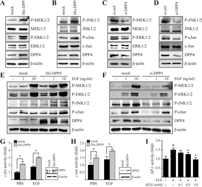 DPP4 enhances MEK/ERK and JNK/c-Jun signalling stimulated by EGF in MCF7 cells