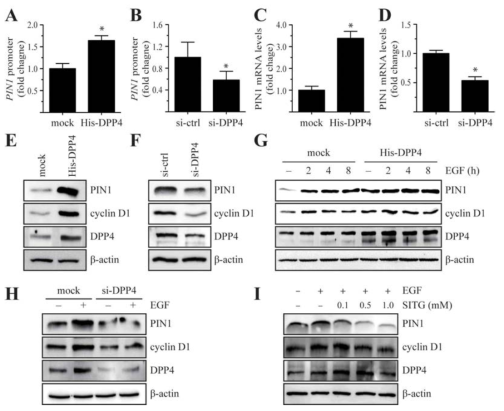 DPP4 regulates PIN1 expression via activation of E2F1 in MCF7 cells