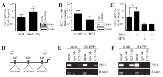 DPP4 regulates E2F1 activity to enhance binding of E2F1 in the PIN1 promoter in MCF7 cells