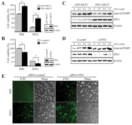 Inhibitory effects of sitagliptin on PIN1-induced cell viability in MCF7 cells