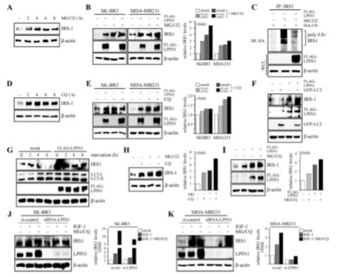 LPIN1 inhibits IRS1 degradation by the proteasomal and autophagic/lysosomal pathway