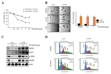 In vitro resistance to PLX4032 develops in A375 cells