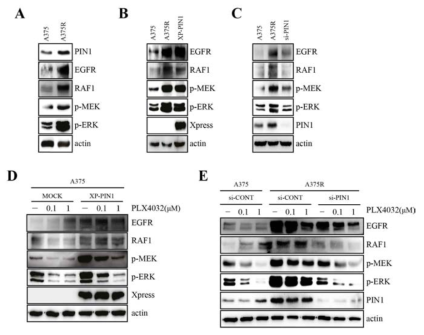 Pin1 mediates resistance to PLX4032 through MAPK reactivation in melanoma