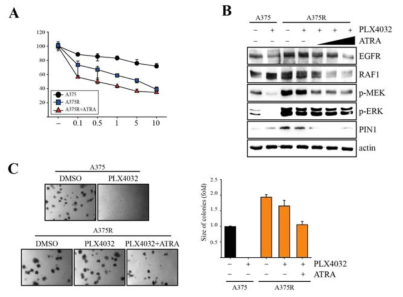 Pin1 inhibitor ATRA restores PLX4032 sensitivity in melanoma