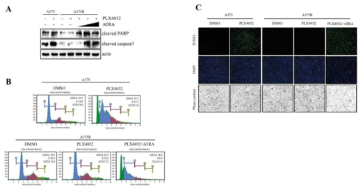 Pin1 inhibition by ATRA induces apoptosis in PLX4032 resistant cell line