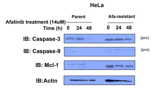 HeLa parental 세포와 HeLa Apatinib–Resistant 세포에 Apatinib를 처리하여 Caspase-3, -9, Mcl-1 등의 단백질의 변화를 조사하였다