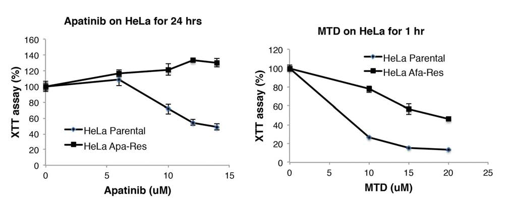 HeLa parental 세포와 HeLa Apatinib–Resistant 세포에 Apatinib (왼쪽 패널), MTD 펩타이드 (오른쪽 패널)를 처리하여 세포의 생존율을 조사하였다