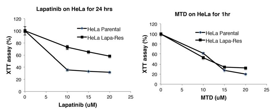 HeLa parental 세포와 HeLa Apatinib–Resistant 세포에 Apatinib (왼쪽 패널), MTD 펩타이드 (오른쪽 패널)를 처리하여 세포의 생존율을 조사하였다