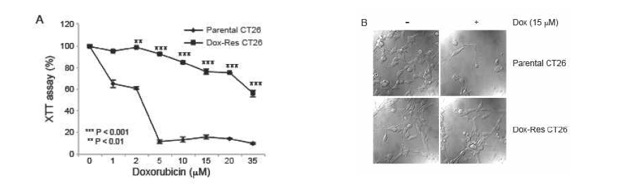 (A) Parental and Dox-Res CT26 cells were treated in triplicate with indicated concentrations of doxorubicin for 48 hours, and viability was measured using an XTT assay; *** p <0.001 and ** p <0.01 compared to no treatment. (B) Bright field images (630 × magnification) of cells were taken using white-light microscopy