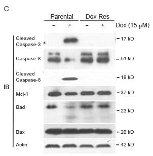 Cell lysates were prepared from parental and Dox-ResCT26 cells treated with 15 uM doxorubicin for 48 hours. Immunoblot analysis was performed using anti-caspase-3, anti-caspase-8, anti-caspase-9, anti-MCL-1, anti-BAD, anti-BAX, and anti-actin antibodies