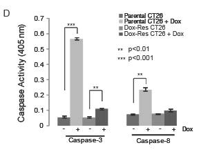 Activities of caspase-3 and –8 were measured using colorimetric assay kits (n = 3). Samples were prepared from parental and Dox-Res CT26 cells treated with 15 mM doxorubicin for 48 hours; ** p <0.01 and *** p <0.001. All data are mean ± SD