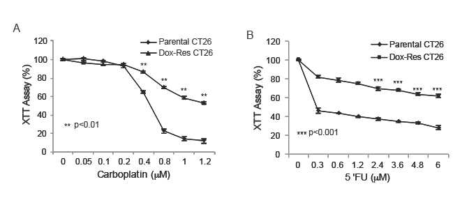 Parental and the Dox-Res CT26 cells were treated with (A) carboplatin and (B) 5ʹFU (B) for 24 hours. Cell viability was determined using an XTT assay. All data are presented as the mean ± SD (n=3). **p<0.01, *** P<0.001 compared to no treatment