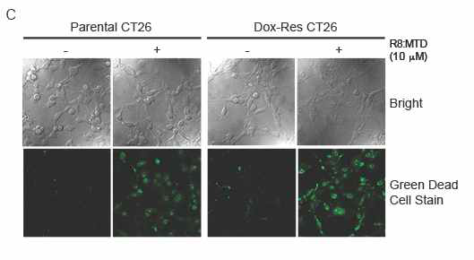 Parental and Dox-Res CT26 cells were treated with R8:MTD peptide (10 uM) for 1 hour. Bright images (630× magnification) were taken, and the fluorescenceimages (630× magnification) were taken after dead cell staining using Green Dead Cell Stain kit